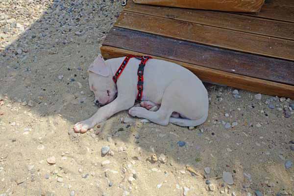 Paleokastritsa Hund