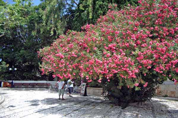 Kos Festung Neratzia Blütenpracht