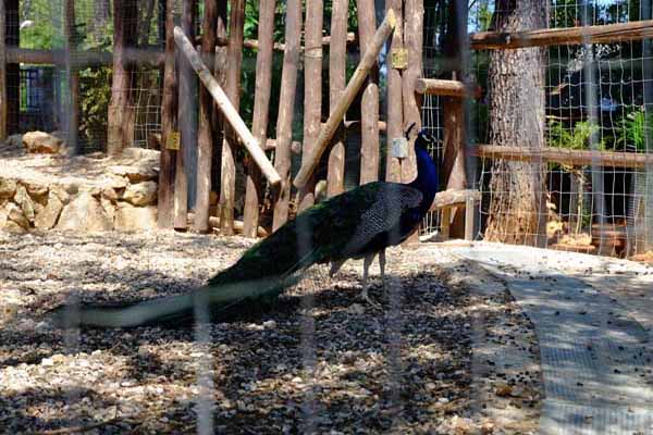 Kloster Faneromeni Pfau