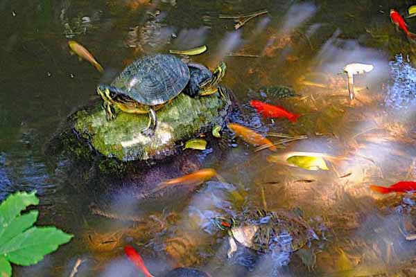 Kloster Faneromeni Wasserschildkröten