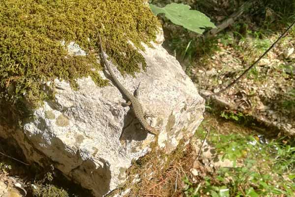 Nydri Wasserfall Echse