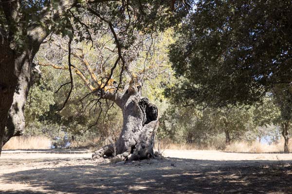 Filerimos Stra&szlig;e zum Kalvarienberg