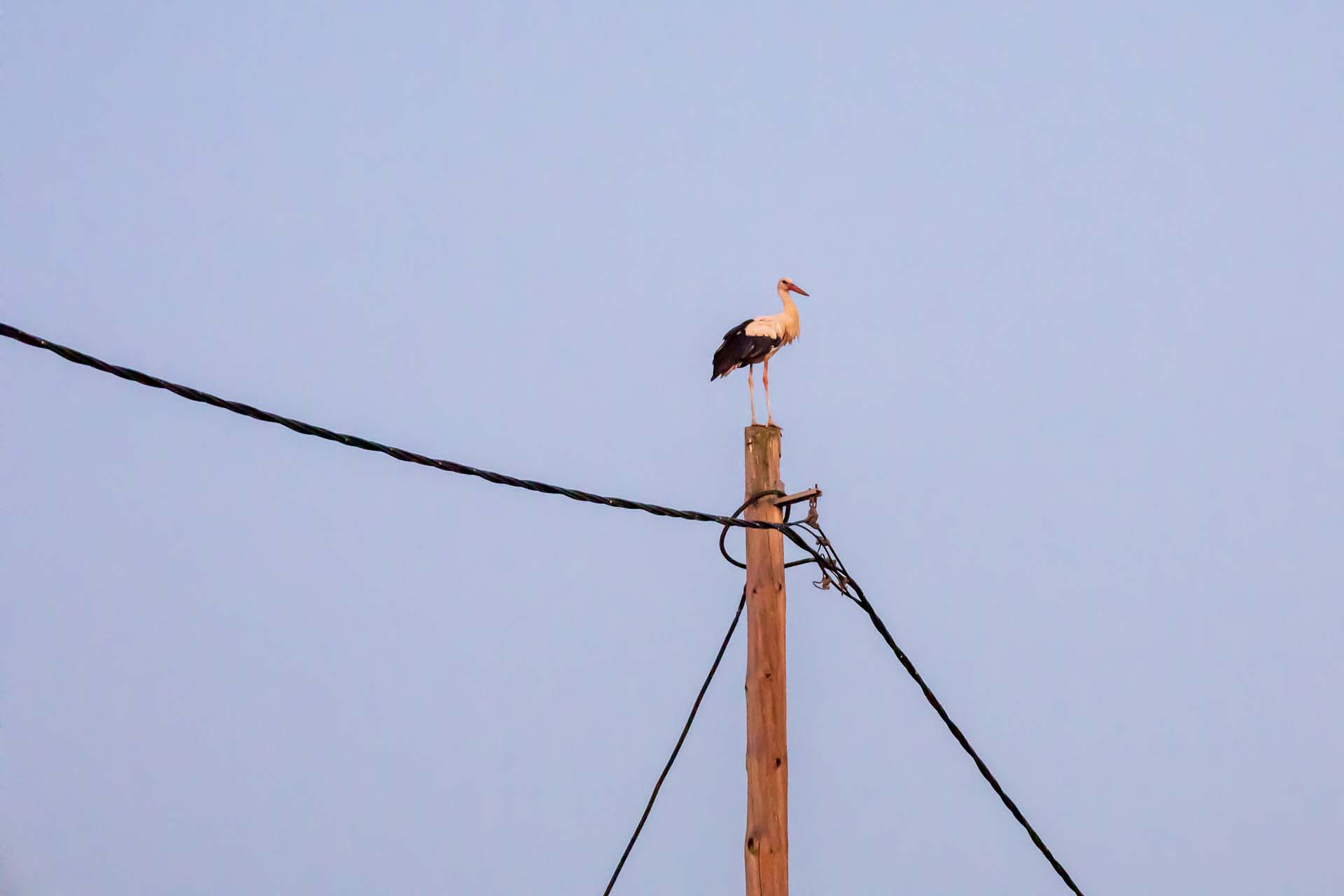 Valanidorachi Storch