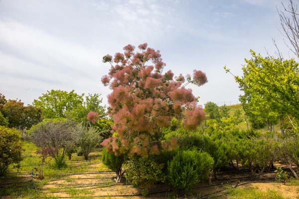 Thermi Botanischer Garten