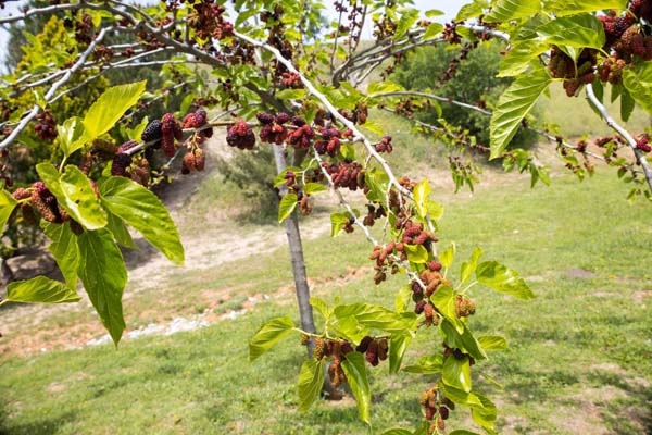 Thermi Botanischer Garten