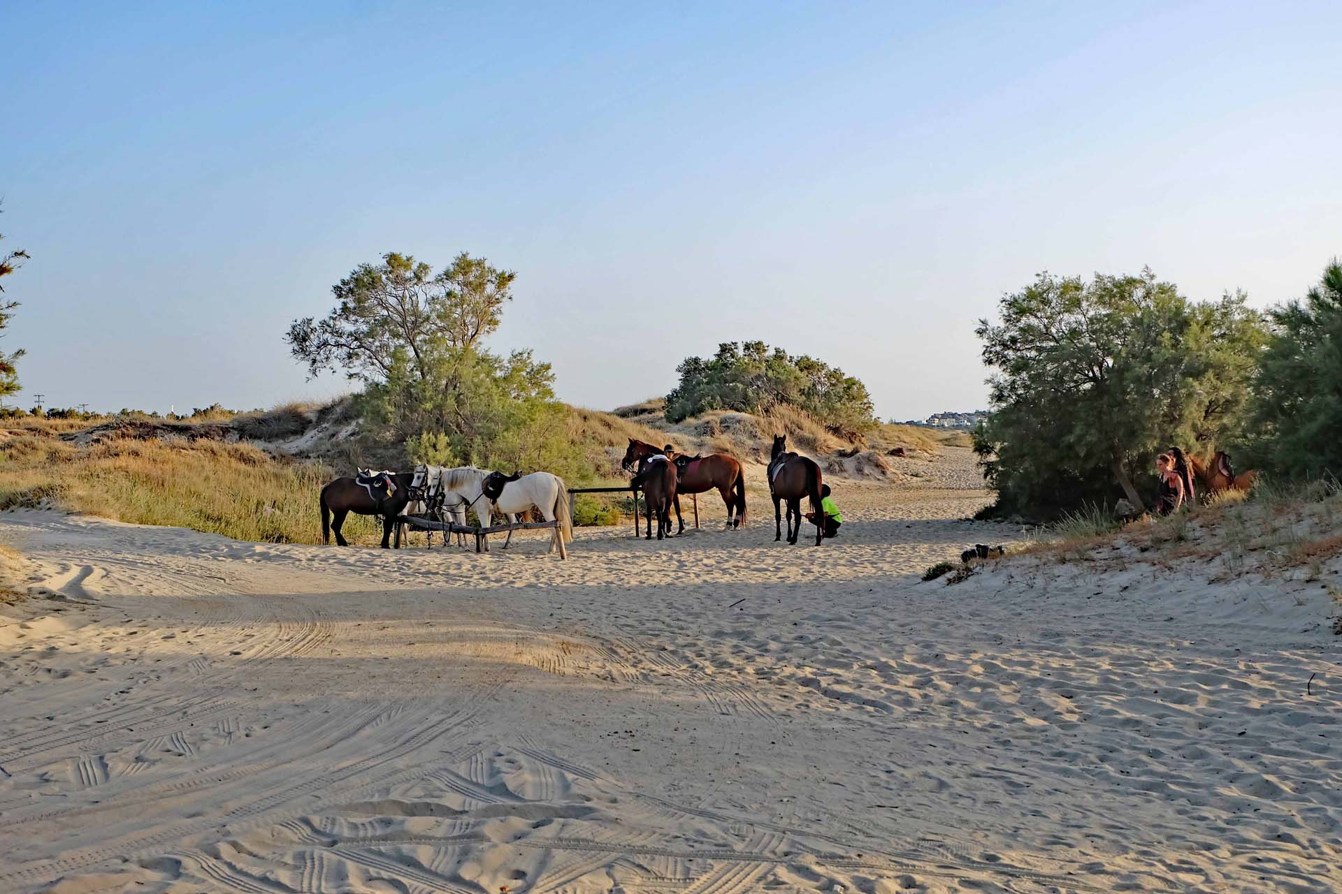 Pferde für einen Strandausritt