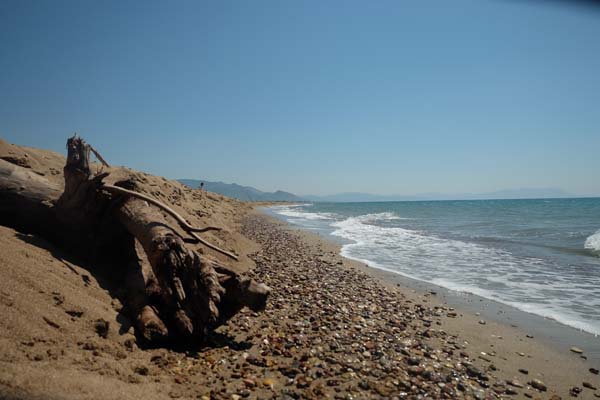 Paralia