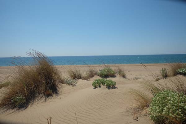 Paralia